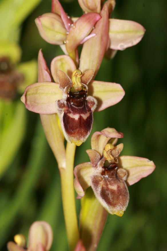 Ophrys sconosciuta dalla sardegna?